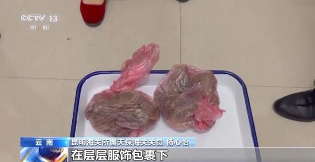 深圳海关查获活体昆虫256只 异宠热潮潜藏风险