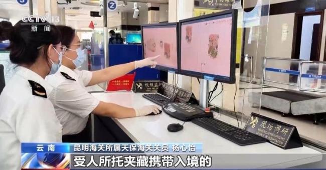 深圳海关查获活体昆虫256只 异宠热潮潜藏风险