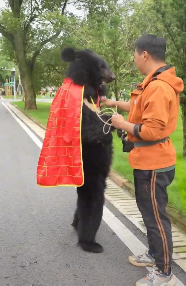 动物园称披袈裟直立行走黑熊是动物真熊