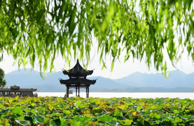 今天大雨暴雨大暴雨！浙江明起高温卷土重来，再冲37℃ “桦加沙”影响持续