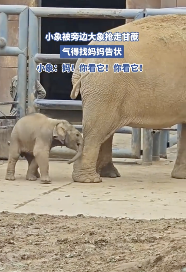 济南动物园小象被抢甘蔗后找妈妈告状
