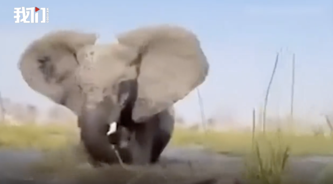非洲象群受惊扰袭击游客 导游失误引发攻击!