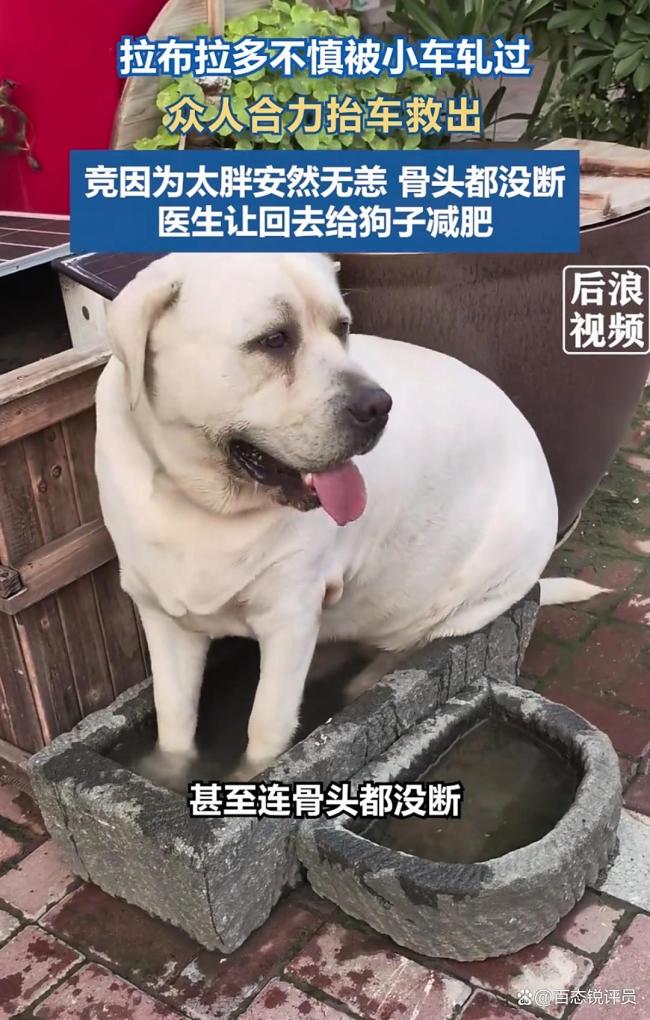 如何看待狗被车碾压因太胖逃过一劫 医生建议快减肥