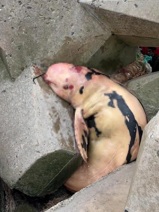 天津海边疑似海豚搁浅 已确认死亡并处理