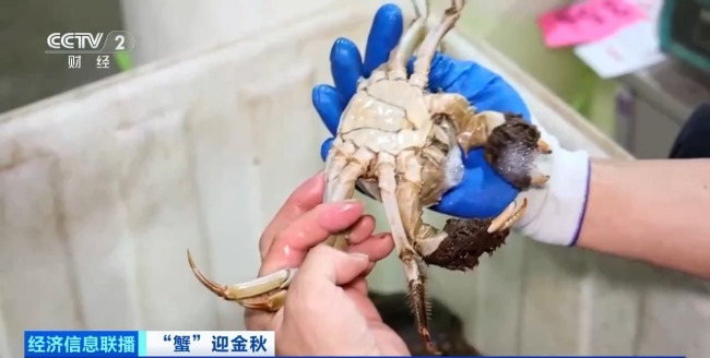 月收入2万“金牌🥇挑蟹师”如何选螃蟹
