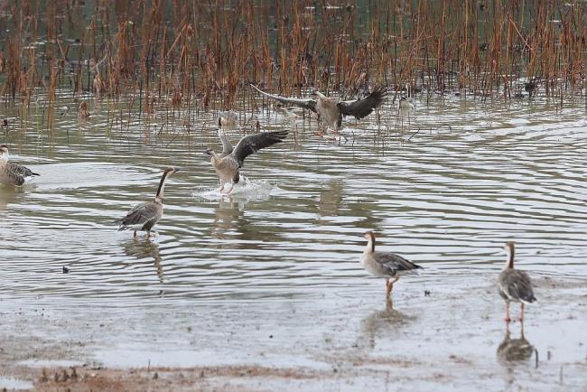 秋雨连绵，南海子公园内鸿雁戏水 深秋嬉闹依旧