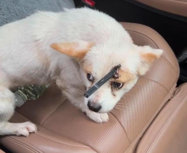 老师用弓箭射杀小狗？教育局辟谣 调查监控还原真相