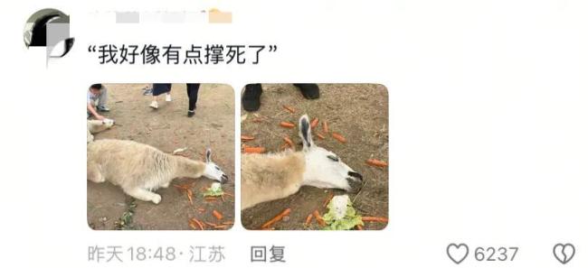 假期动物园内动物已吃出“工伤” 游客过度投喂引关注
