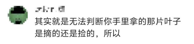 景区辞谢搭客捡枫叶是小题大作念吗 规矩引争议