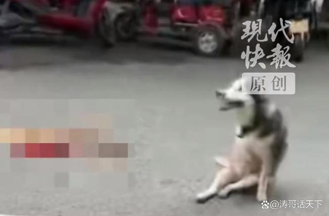 官方还原店主用刀具砍伤犬只过程 背后真相揭晓
