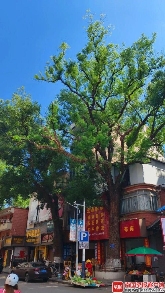男子嫌古树挡光多次投毒 220年古樟树险遭毒手