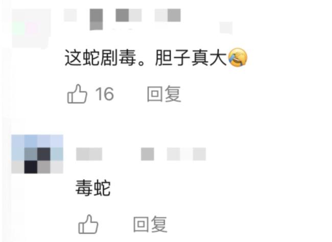 驴友爬山捡幼蛇轮流抚摸 专家:剧毒 视频引热议