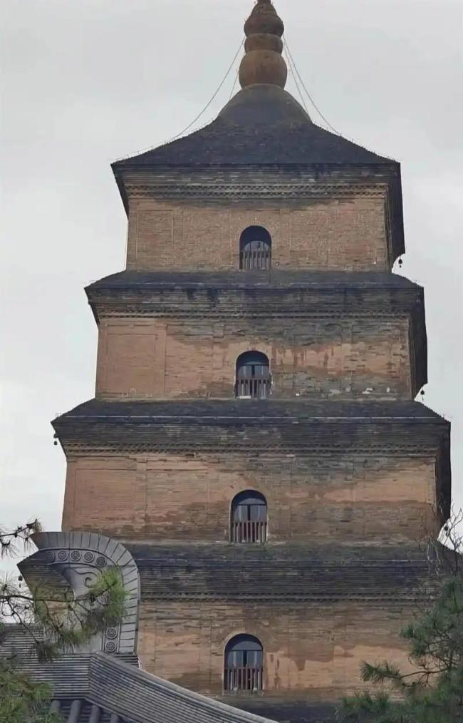 西安下了1个多月雨后遍地长蘑菇 浪漫又危险