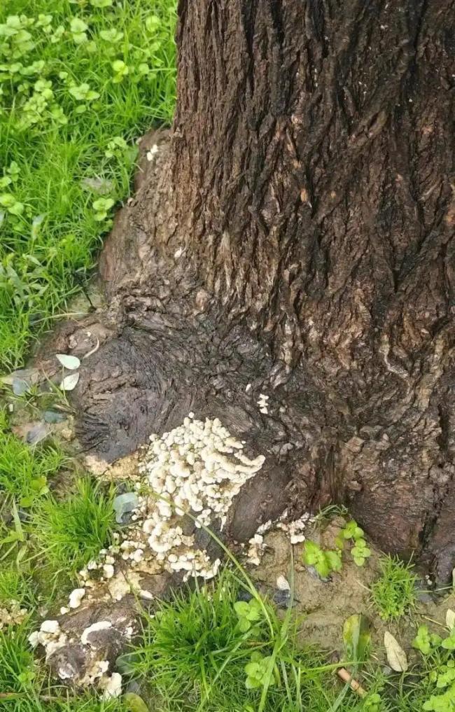 西安下了1个多月雨后遍地长蘑菇 浪漫又危险