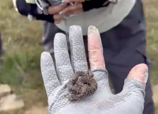 驴友爬山捡幼蛇轮流抚摸 专家：剧毒 视频引热议