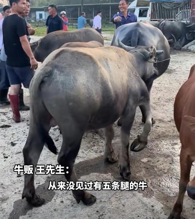 牛市惊现五条腿的牛 罕见基因突变引关注