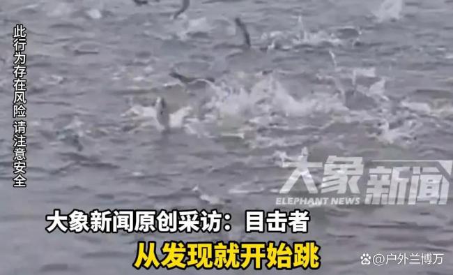 山东菏泽一河道出现大量白鲢 市民徒手捡鱼收获颇丰