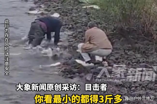 山东菏泽一河道出现大量白鲢 市民徒手捡鱼收获颇丰