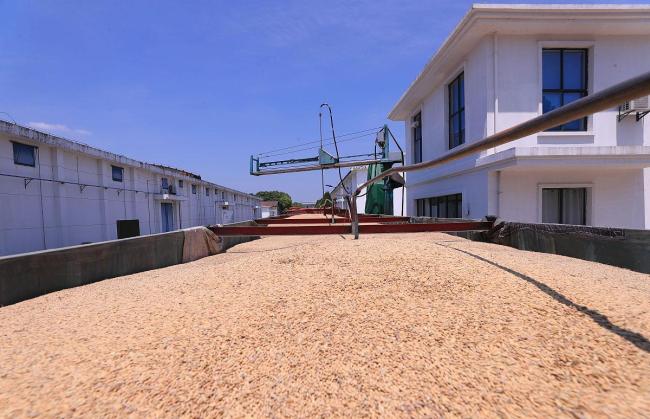 美国816吨大豆粮仓倒塌背后 农业危机信号弹
