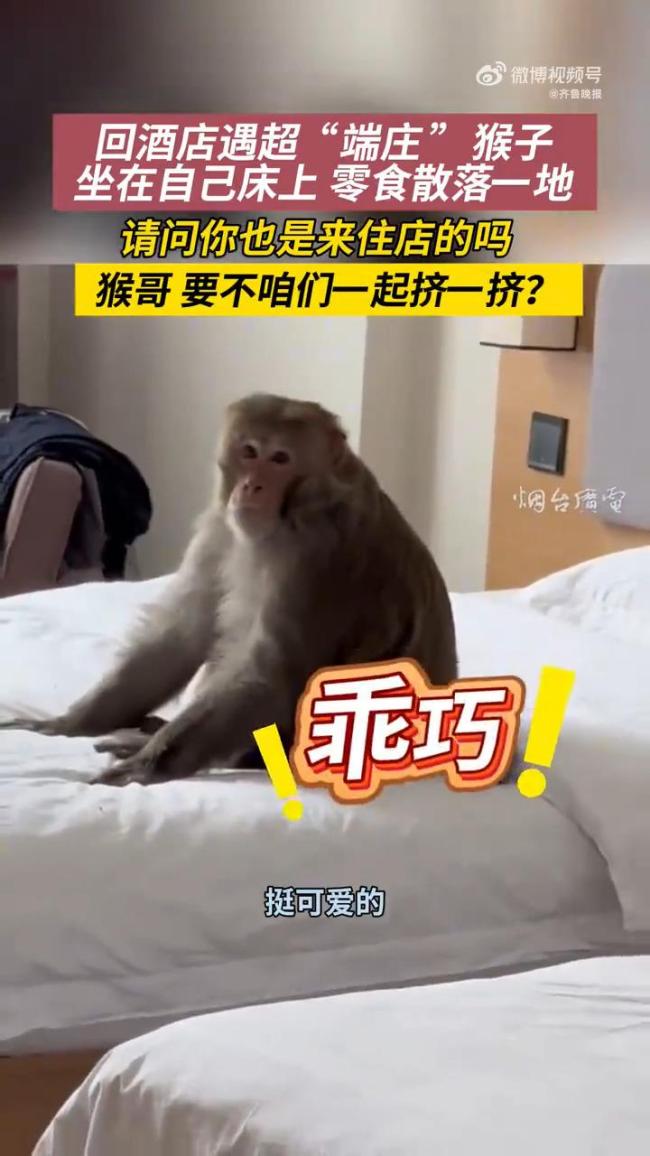 男子回酒店惊现一只猴坐床上 野性不打招呼闯入