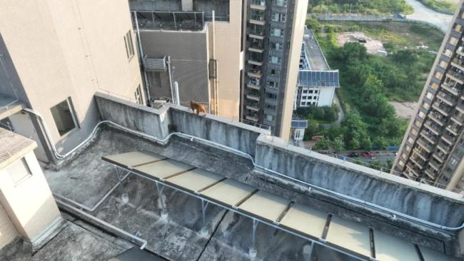 猴哥已在南寧小區(qū)住5天了 居民和睦相處成“明星”