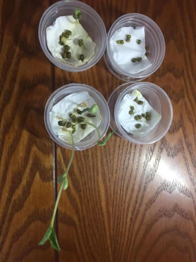 一年级孩子遭遇“开学最大打击” 种植作业引发家长共鸣