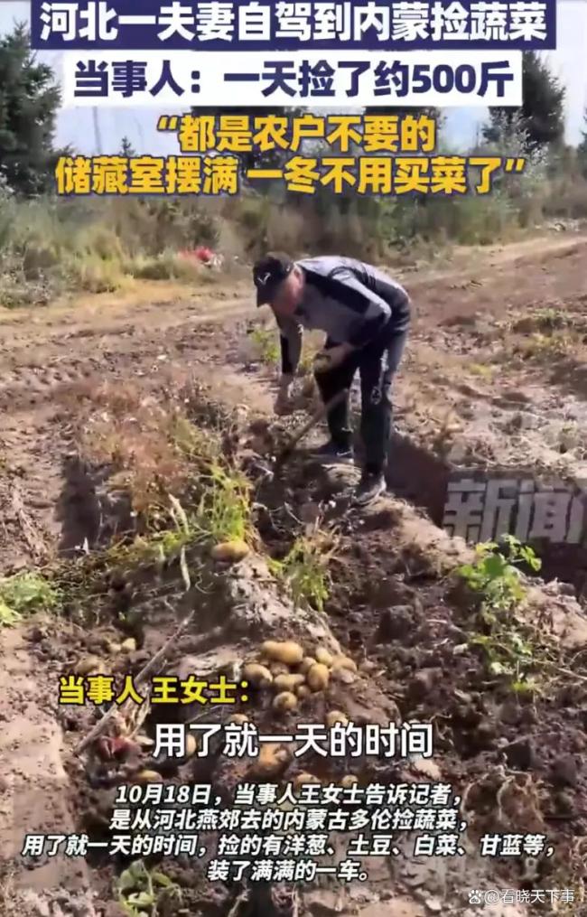 河北夫妻自驾到内蒙捡蔬菜一天500斤