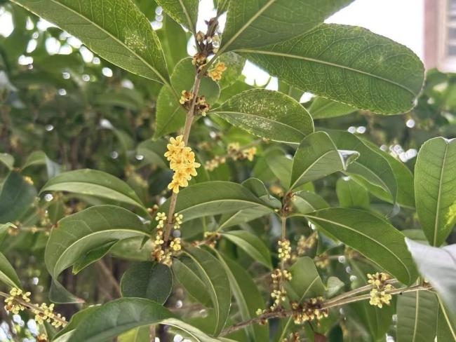 成都桂花又开了？专家：正常现象 气候适宜促进开花