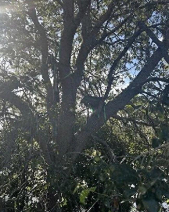 美媒爆：特朗普专机着陆区视线范围内发现可疑“狩猎架”，FBI正展开调查 特勤局提前发现