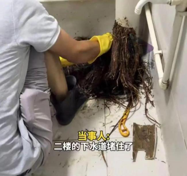 租客下水道被堵 掏出12米树根