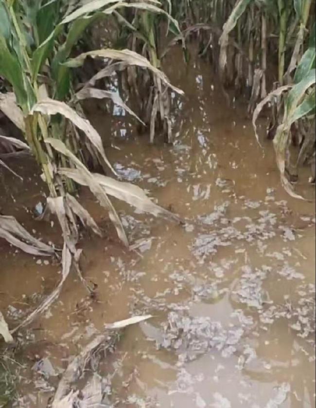 粮食烘干机卖空了 秋雨连绵催热需求