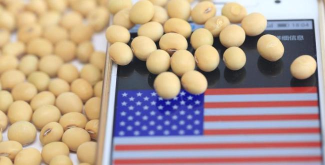 中国会重新采购美国大豆吗 贸易战下的大豆博弈