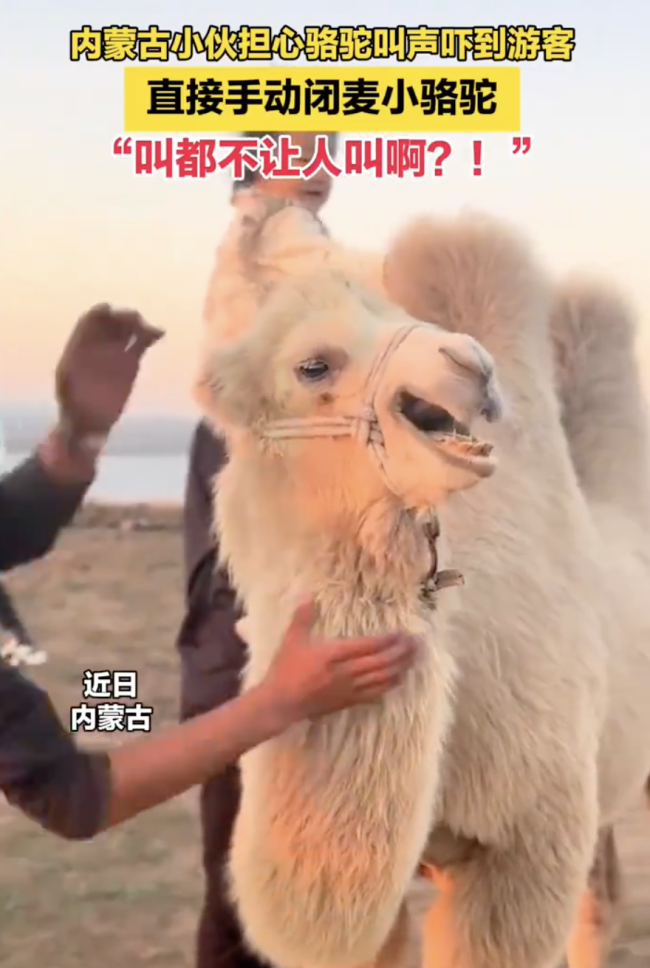 擔心駱駝叫聲嚇到游客直接手動閉麥，駱駝表示：叫都不讓人叫??？