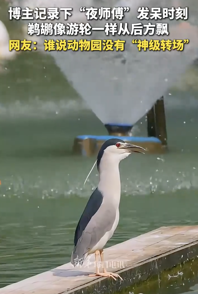 誰說動物園沒有“神級轉(zhuǎn)場”！