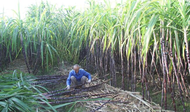 可偷甘蔗地成打卡点 网友深夜体验 付费越界狂欢