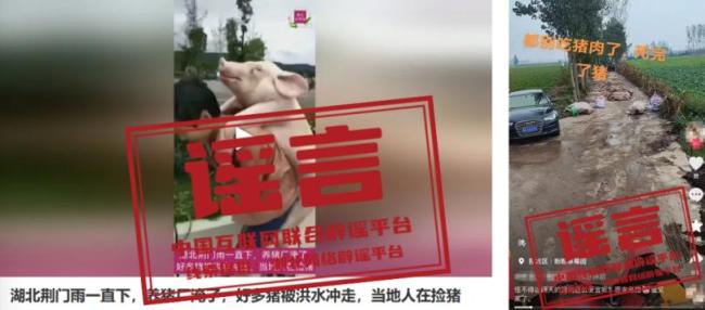 河南南阳暴发猪瘟系谣言 不实信息已被澄清