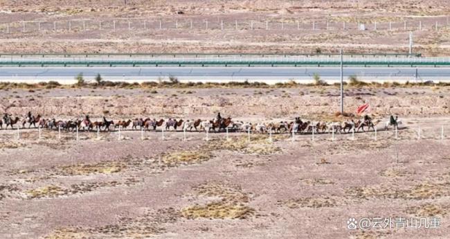 队长回应新疆20多人骑骆驼去洛阳 重走丝路传承文化