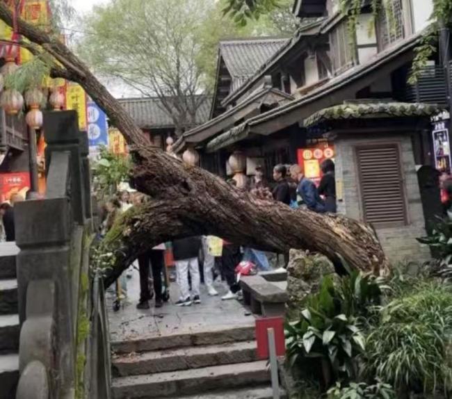 成都一景区古柳突倾倒 两游客被砸伤 古树内腐致断裂