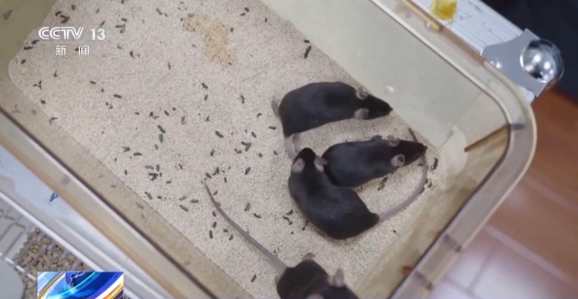 几十克的“先行者”经过魔鬼训练只为太空入场券