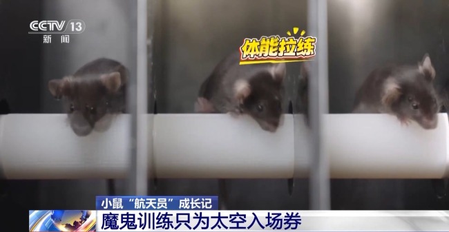 几十克的“先行者”经过魔鬼训练只为太空入场券