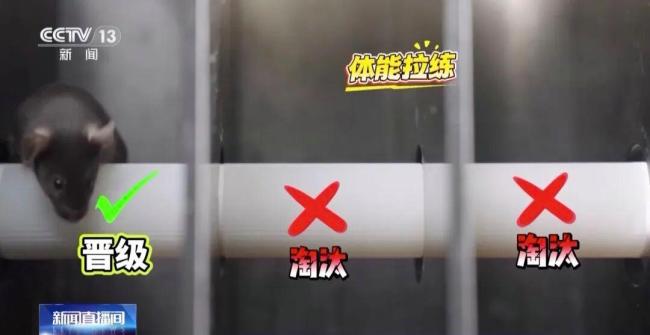 小鼠“航天员”魔鬼训练画面曝光 太空任务探路者选拔