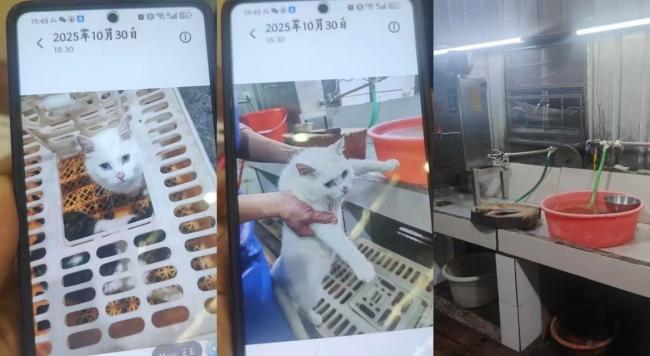 佛山一私房菜馆被曝宰杀活猫 当地已介入调查