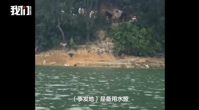 广东一水库旁疑多人放生猫 多方回应