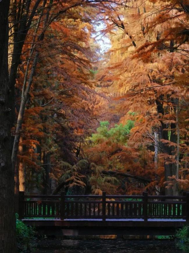 “苏超”夺冠后,泰州市官宣→