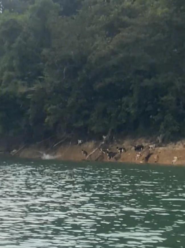 媒体评水库放生猫:杀生式放生