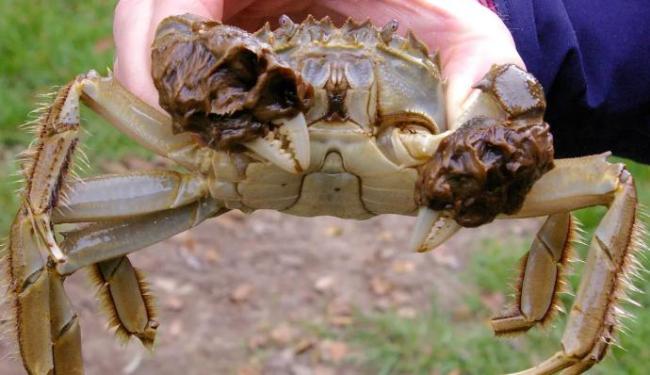 媒体称大闸蟹肥度已达最佳，如此珍馐为何在欧洲泛滥？能否靠吃解决问题 污染与寄生虫成难题