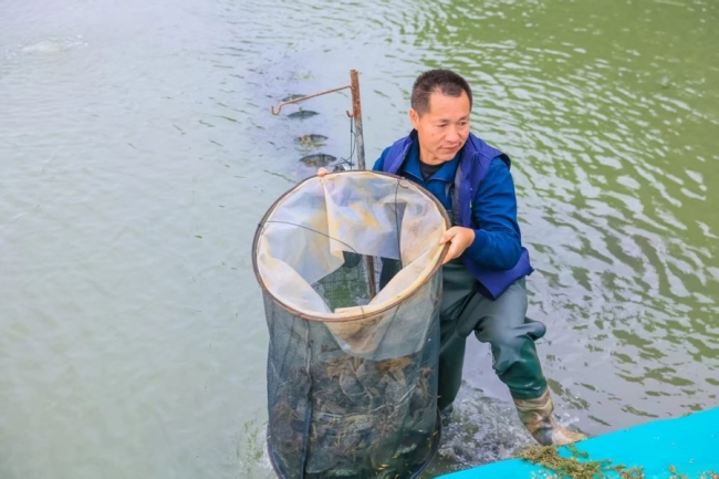 “吃货”别急，饱满公蟹还要再等一周！上海地产大闸蟹最佳品蟹期在本月中旬