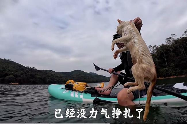 博主谈水库放生猫：须追问到底是谁 水源地再遭破坏