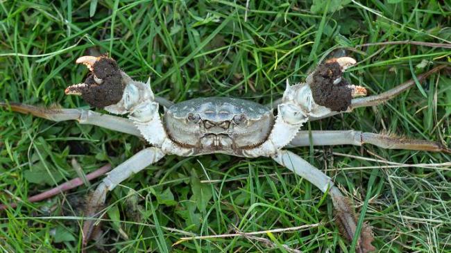 媒体称大闸蟹肥度已达最佳，如此珍馐为何在欧洲泛滥？能否靠吃解决问题 污染与寄生虫成难题