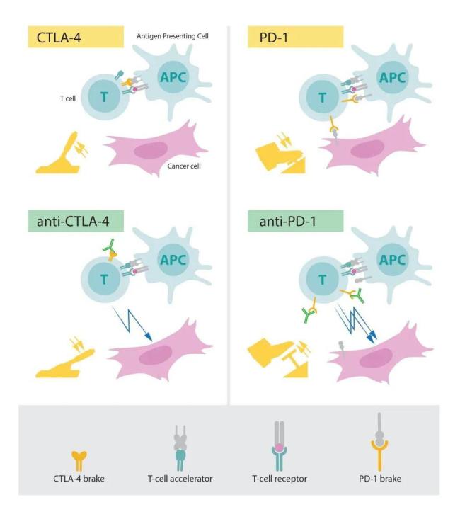 接种新冠mRNA疫苗后,肿瘤意外消退!Nature研究证实其效果